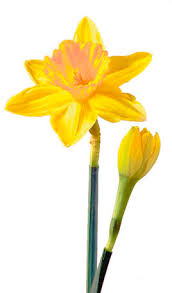 blooming Daffodil blooming Daffodil